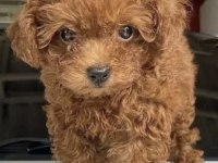 Yavru poodle yer dolayısından