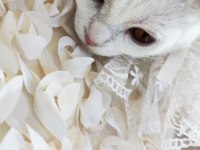 Aşısı her şeyi çipi tam birine scottish fold