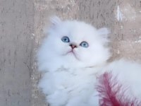 BONCUK GÖZLÜ BRİTİSH LONGHAİR DİŞİ