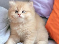 Safkan British Shorthair Yavrular