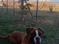 SAFKAN YÜKSEK KALİTE BOXER YAVRULARI