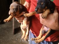 Orjinal Doberman Yavruları