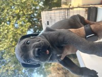 Harika Anatomi Cane Corso Yavrular