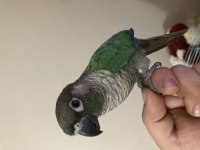 Konuşan oyun hamuru konur papağanı