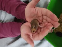 Ele Alışık Tatlı Suriye Yavru Hamsterlerımız