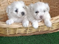 Maltese Yavrularımız