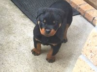 Son derece sağlıklı ve kaliteli rottweiler bebekler