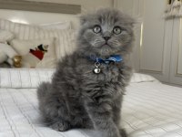 İnsan Delisi Scottish Fold Yavrularımız