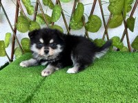 SPİTZ POMERANİAN