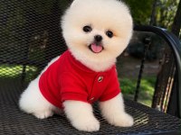 Irk Ve Sağlık Garantili Pomeranian Boo Bebekler