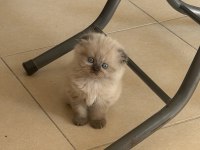 IRK VE SAĞLIK GARANTİLİ YAVRU KEDİLERİMİZ