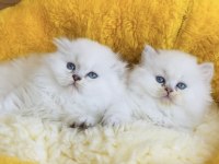 Pamuk şekerleri British Longhair bebekleirm 