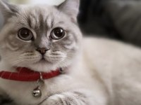 British longhair ciddi alıcılar ulaşsın