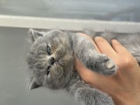 British Longhair Kedimiz Oyun Oynamayı Çok Sever