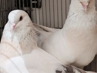 KURENK TAKIM ÜST DÜZEY GÜVERCİN