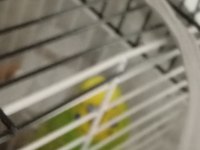Muhabbet kuşlar renkler mevcut