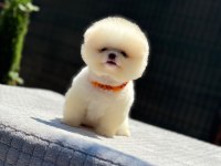 Sevgi Dolu Pomeranian