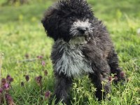 Silver ausie doodle yavrumuz