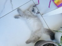 British longhair kedimiz
