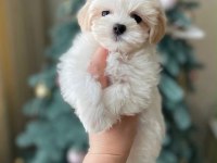 Maltipoo Bebeklerimiz