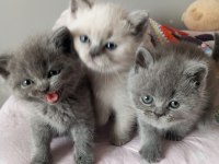 BRİTİSH SHORTHAİR KEDİMİZ