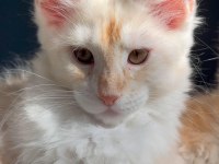 2 buçuk aylık renk renk iri safkan maine coon yavruları