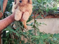 Poodle Kalite Maltipoo Yavrular