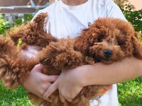 5 aylık dişi Toy Poodle