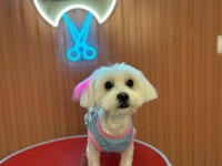Maltese orijinal terrier 1 yaş