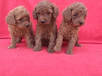 Kaliteli Poodle Yavrularimiz
