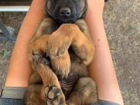 Belçika kurdu (malinois)