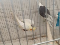 Sağlıklı çift sultan papağanı