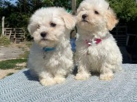 Kar tanesi maltipoo köpekler