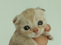 Hepsi birbirinden güzel Scottish Fold yavrular