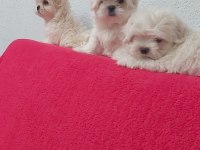 Petmode köpek çiftliğinden kore kan maltese