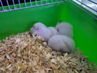 Yavru hamsterlar