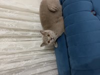 Ücretsiz British Shorthair Sahiplendirme