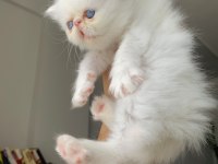 SIFIR BURUN KALICI MAVİ GÖZ İRAN KEDİSİ