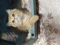 British Shorthair (British Golden) Yavrular