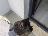 Yetişkin SİYAH PUG
