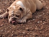 PREMİUM EGZOTİK İNGİLİZ BULLDOG ÖZEL DOST