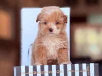 Üst Kalite 0 Numara Maltipoo Yavrularımız