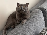 1 yaşında british shorthair