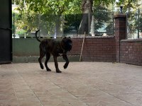 Yaşını doldurmamış erkek cane corso