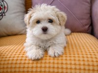 Maltese terrier erkek