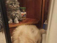 Son iki adet yavrum scottish fold