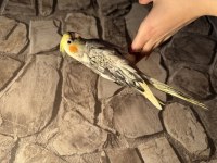 EL BESLEME SULTAN PAPAĞANI YAVRULAR
