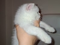 Beyaz British Shorthair