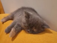 3 aylık aşıları yapıldı scottish fold