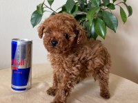 AİLEDEN UFAK BOYUTLU TOY POODLE UYGUNA